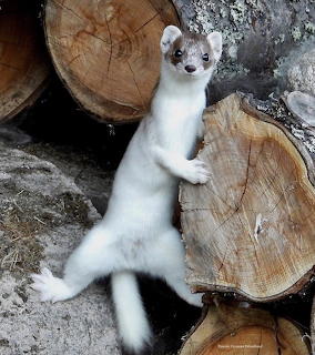 Ermine in a woodpile