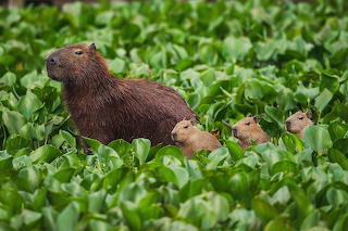 Capybara Clan