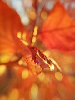 IMG_20200324_183745