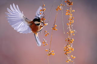 Winging It