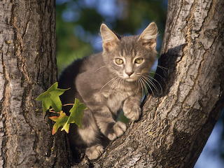 Chat perché