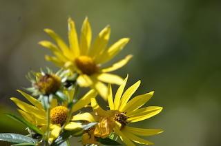 Yellow daisies