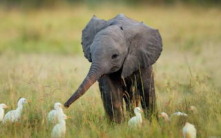 50-IMPACTANTES-FOTOS-DE-ANIMALES-SALVAJES-1