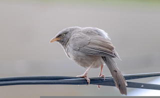 Small Grey Bird
