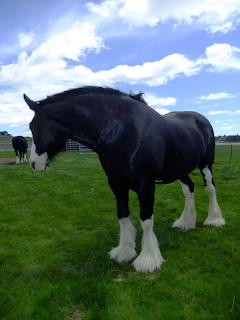 Karma the Clydesdale