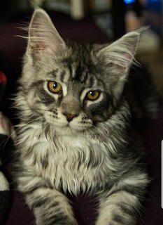 Kitten skar