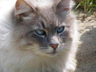 Siamese cat