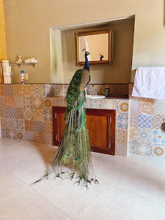 Pavo Real vanidoso
