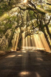 Golden Light Trees