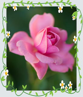 Pink Rose Flower Border