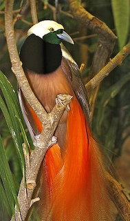 Paradisier de Raggi