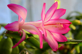 Christmas cactus