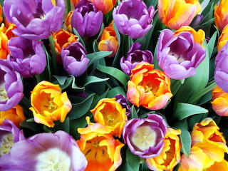 Tulips