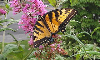 Eastern Tiger Swallowtail