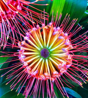 Hawaiian flower