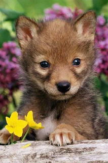 Wolf pup