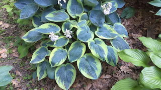 Bowe Hostas