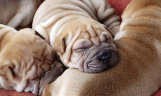 Shar-pei