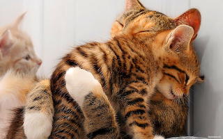 Cats