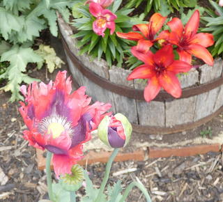 Poppies & lilies
