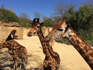 girafe