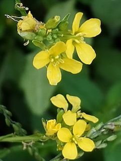 flores amarillas