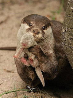 Otter Mom