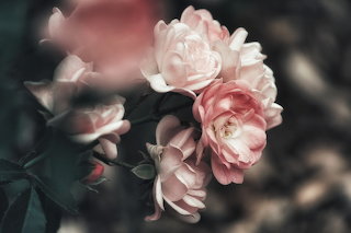 Rosebush