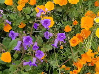 Poppy Fields