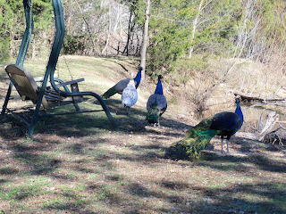 peacocks by the pond