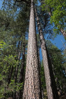 Mt Lemmon tall Pine Trees