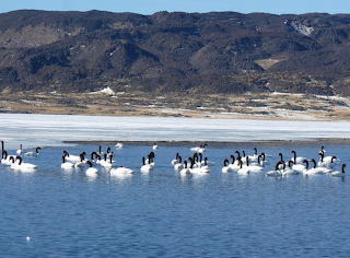Neuquén, Cisnes cuello negro, lago congelado