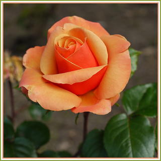 Peach Rose