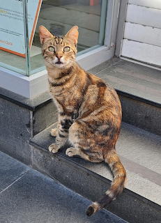Istanbul cats 04