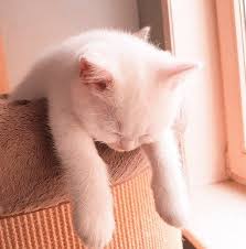 soft cats