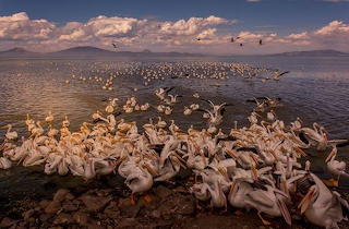 Pelican