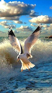 sea
