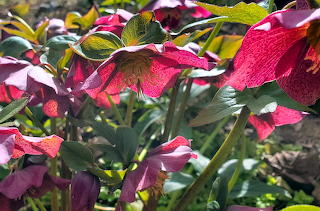 Dark Pink Hellebore