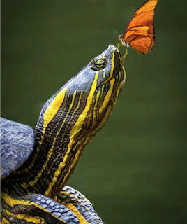 turtle