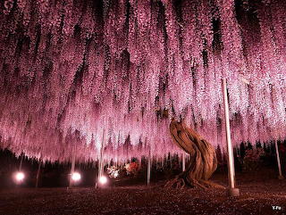 144 year old Wisteria in Japan