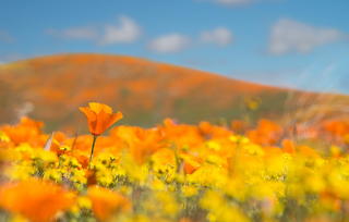California Poppies