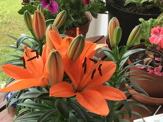 Orange lilies
