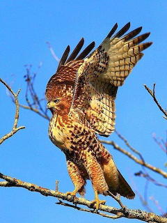 Red Tail Hawk